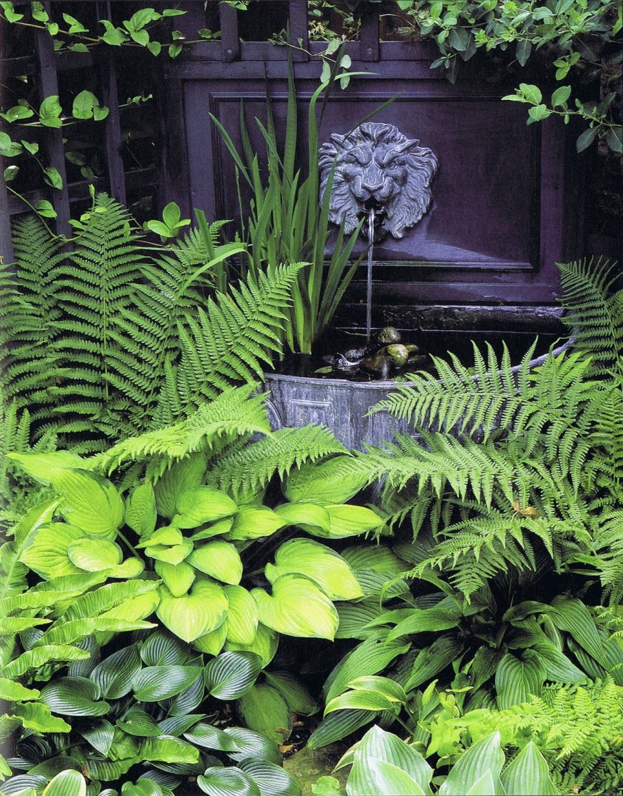 Папоротник кочедыжник ниппонский