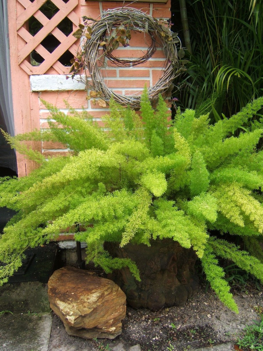 Адиантум стоповидный