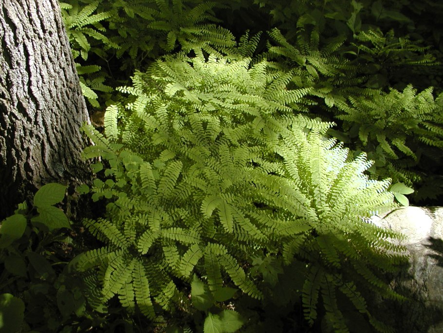 Заснеженный сад