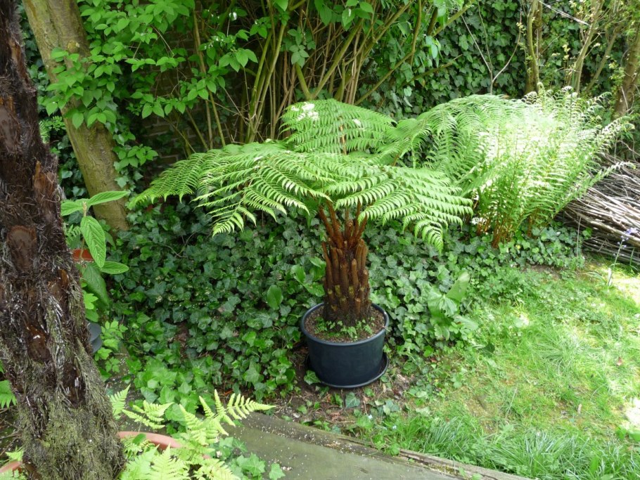 Черный папоротник