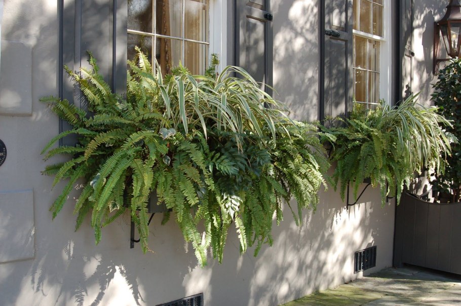 Папоротник страусник в ландшафте