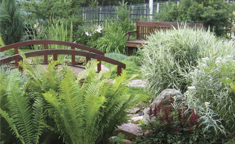 Туя,лиственница, папоротник.