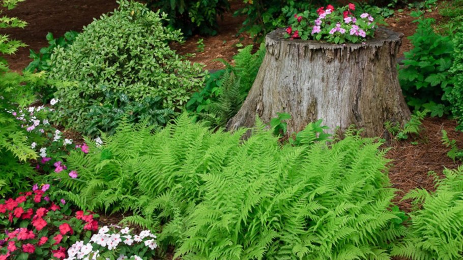 Куржевина – иней