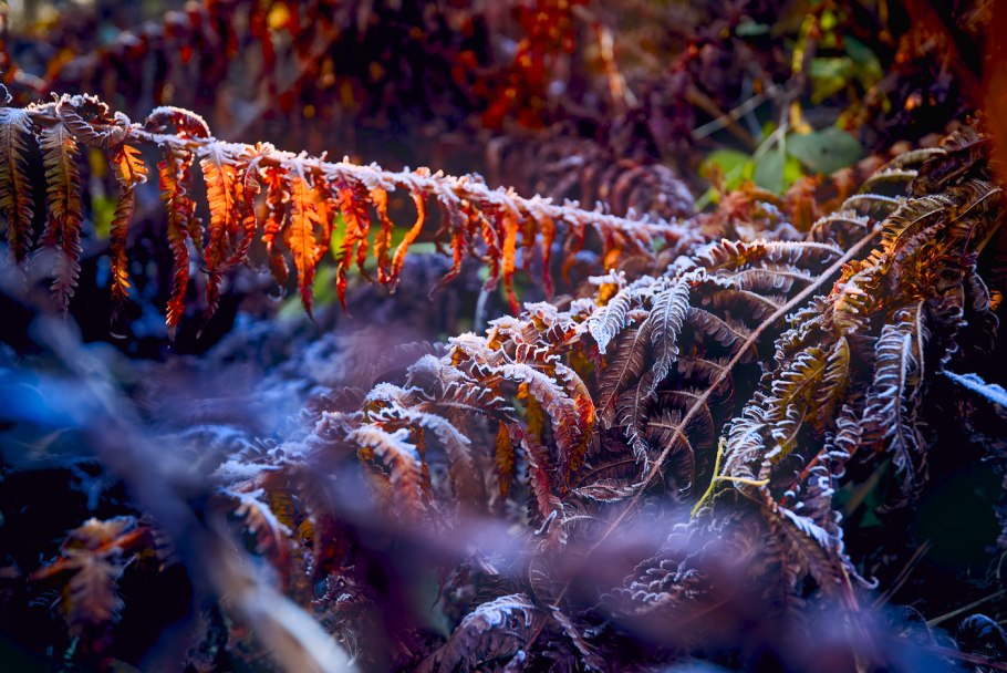Athyrium filix - Femina 'victoriae'