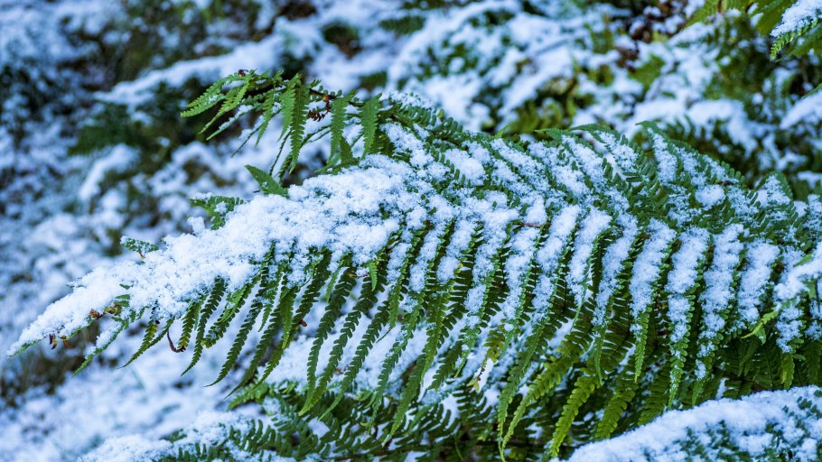 Снежные листья папоротника