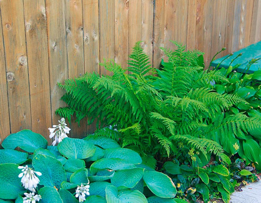 Цветник с папоротником и хостой