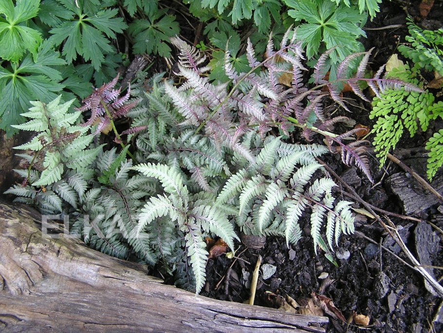 Папоротник в лесу