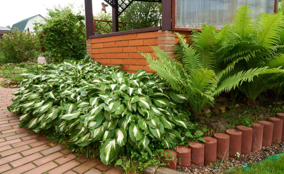 Папоротник садовый страусник