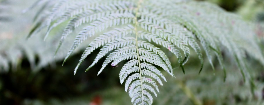 Адиантум стоповидный (Adiantum pedatum)