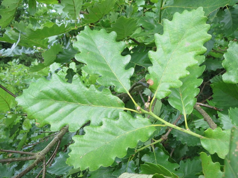 Quercus petraea