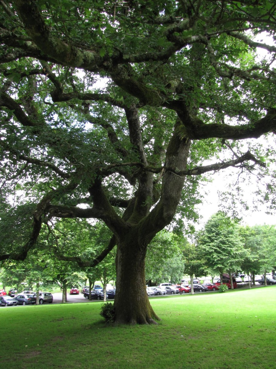 Скальный дуб Уэльс