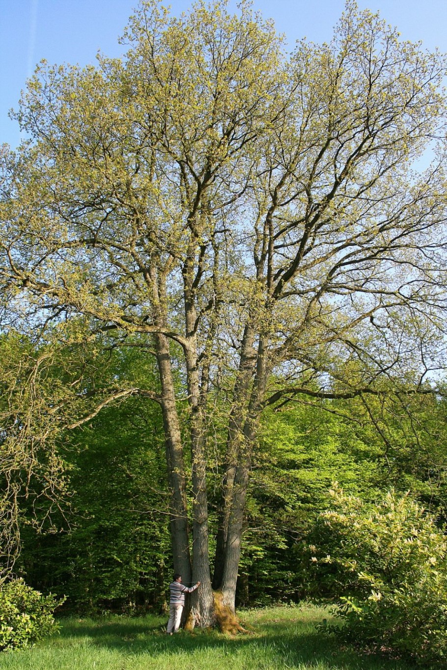 Quercus petraea