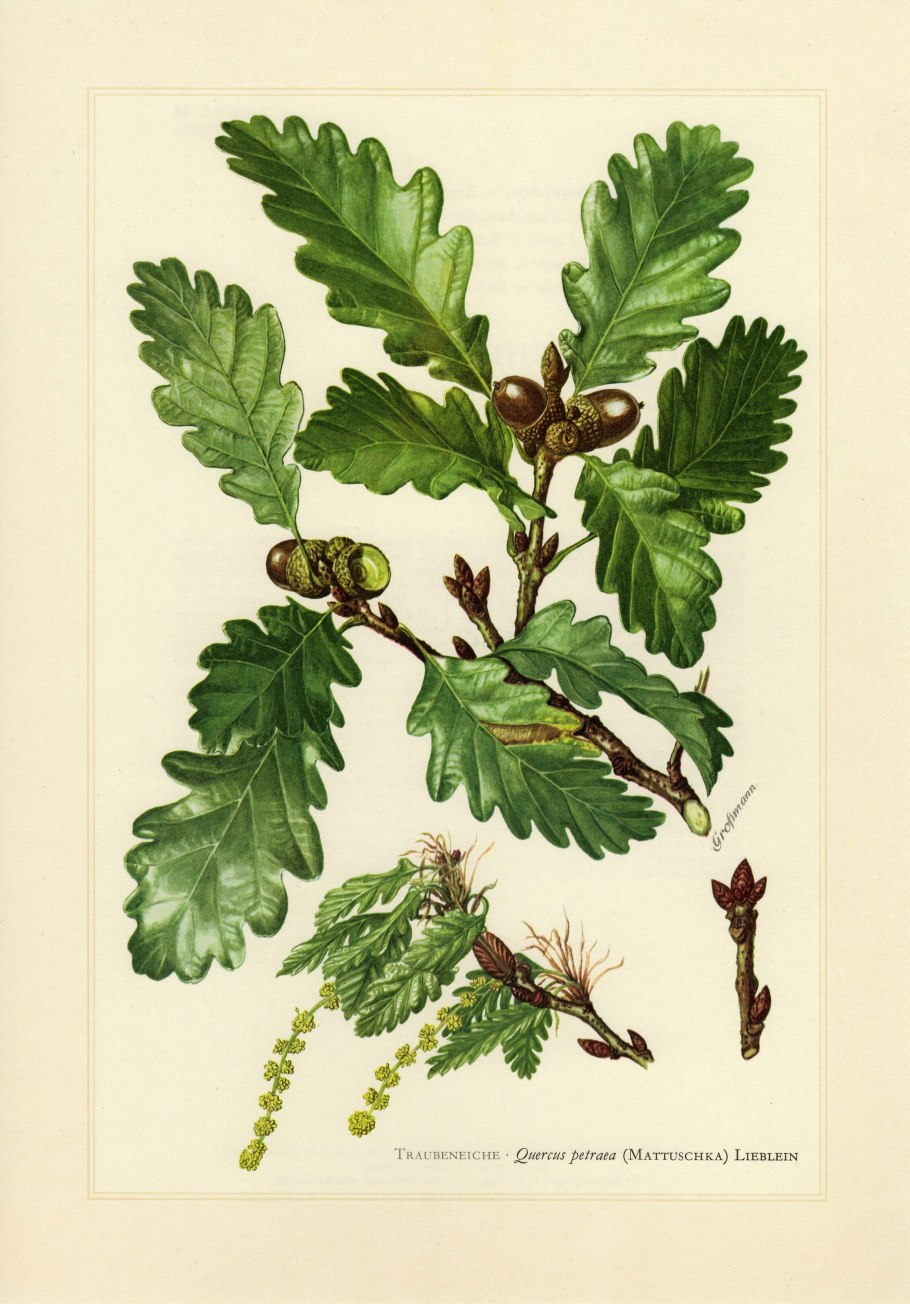 Quercus petraea рисунок