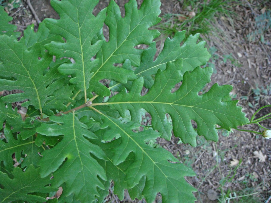 Quercus petraea Крым