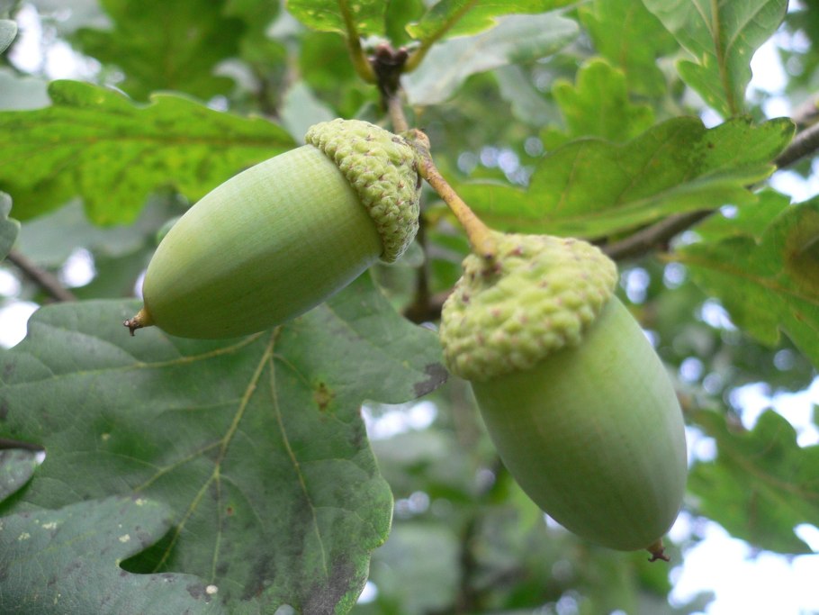 Дуб скальный (Quercus petraea)