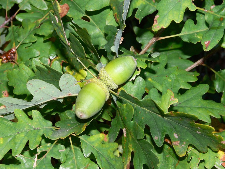 Quercus hartwissiana
