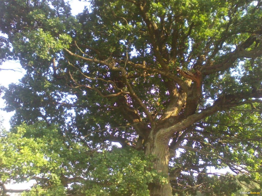 Quercus petraea Крым