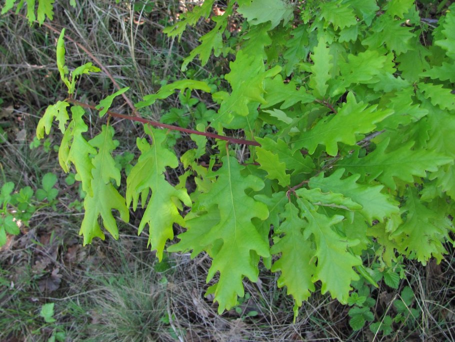 Quercus petraea Крым