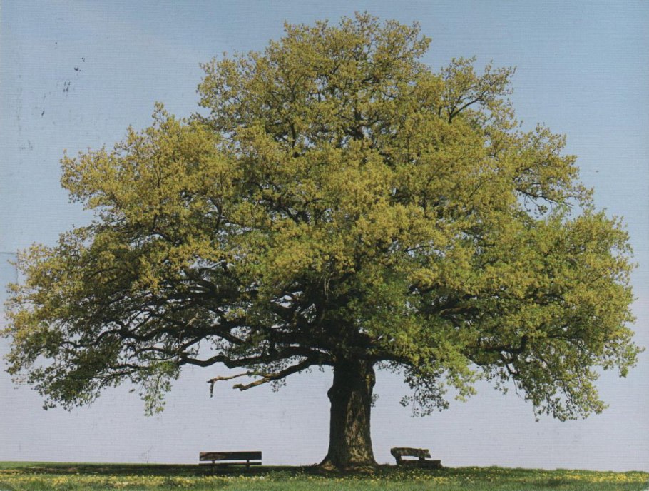 Ламинат Kronopol Aurum Vision дуб Леонардо d 3347