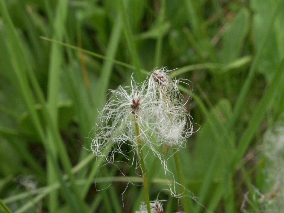 Пушица влагалищная Eriophorum vaginatum