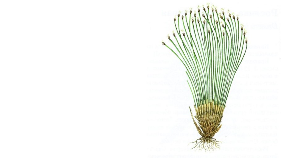 Пушица узколистная (Eriophorum angustifolium)