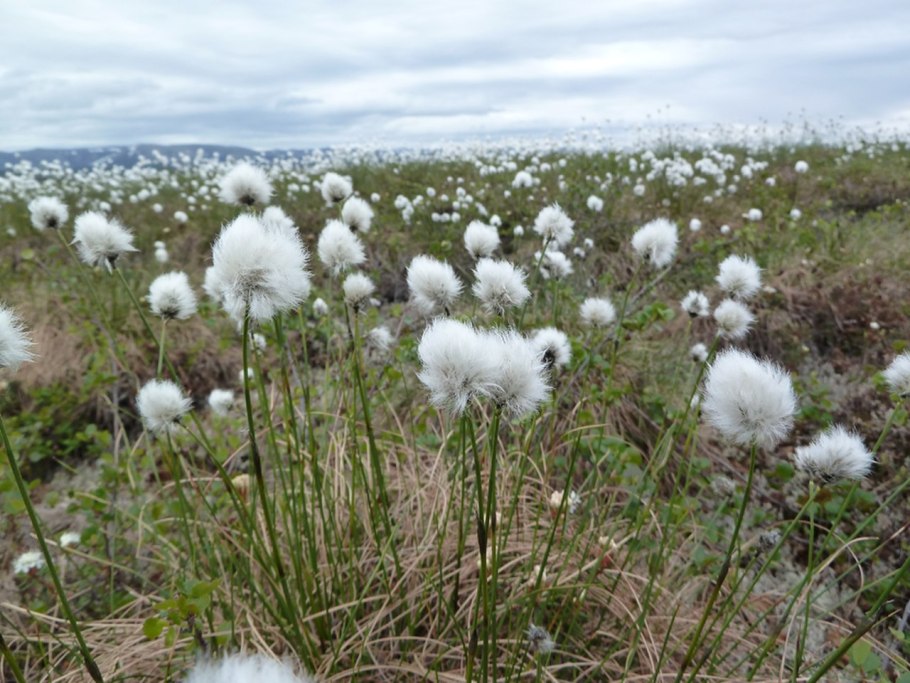 Пушица Шейхцера (Eriophorum scheuchzeri)