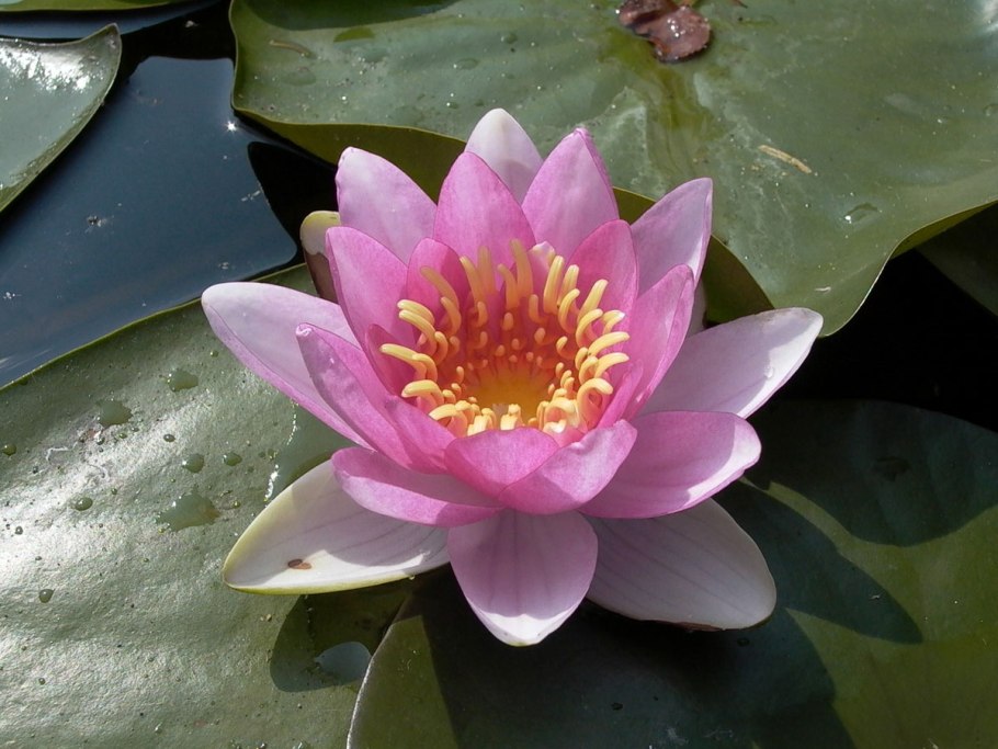 Водяные лилии нимфеи