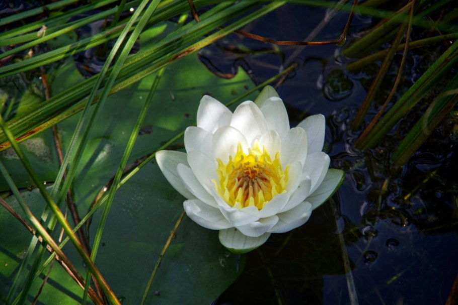 Нимфея белая