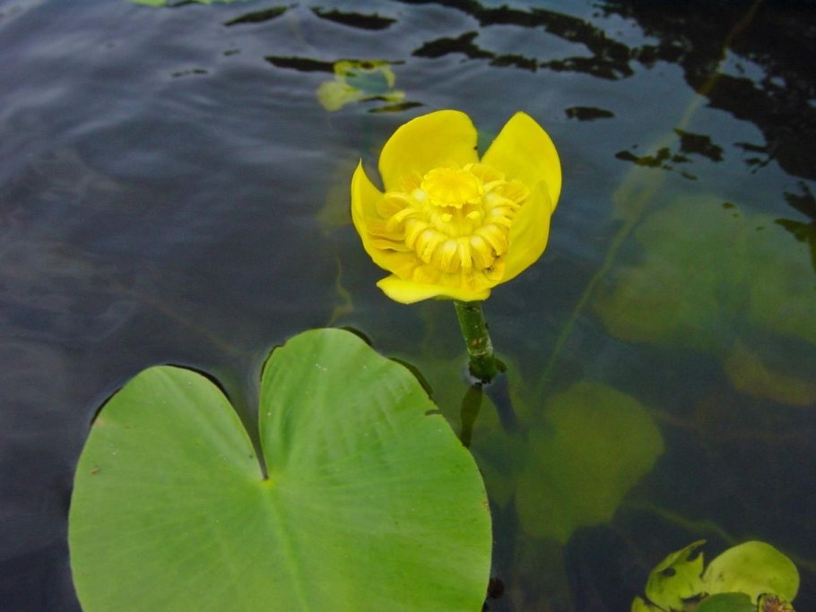 Лилия Nymphaea Camea