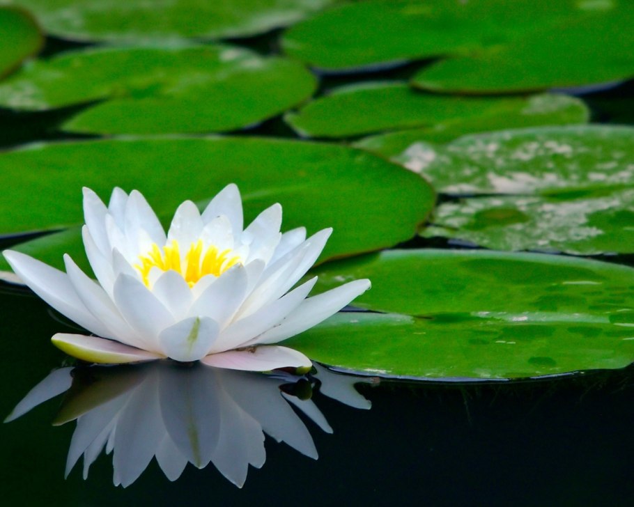 Кувшинка белоснежная (Nymphaea Candida)