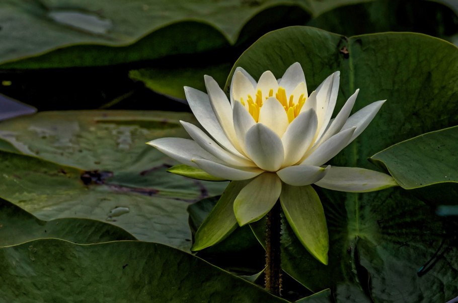 Кубышка и белая кувшинка