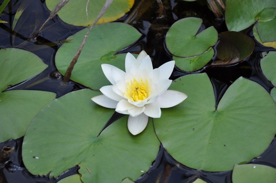 Кубышка желтая (Nuphar lutea)