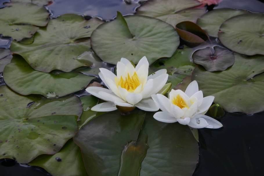 Лотос кувшинка кубышка