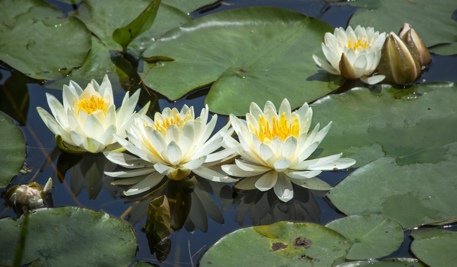 Кувшинка белая (Nymphaea Alba)