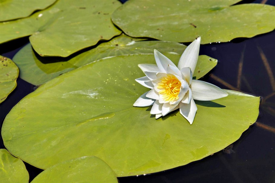 Кувшинка Капская голубая