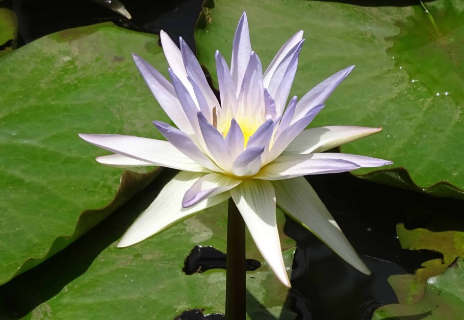 Кувшинка Сибирская