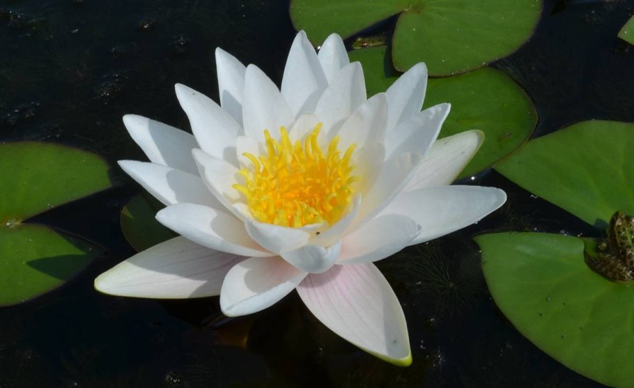 Кувшинка белоснежная (Nymphaea Candida)