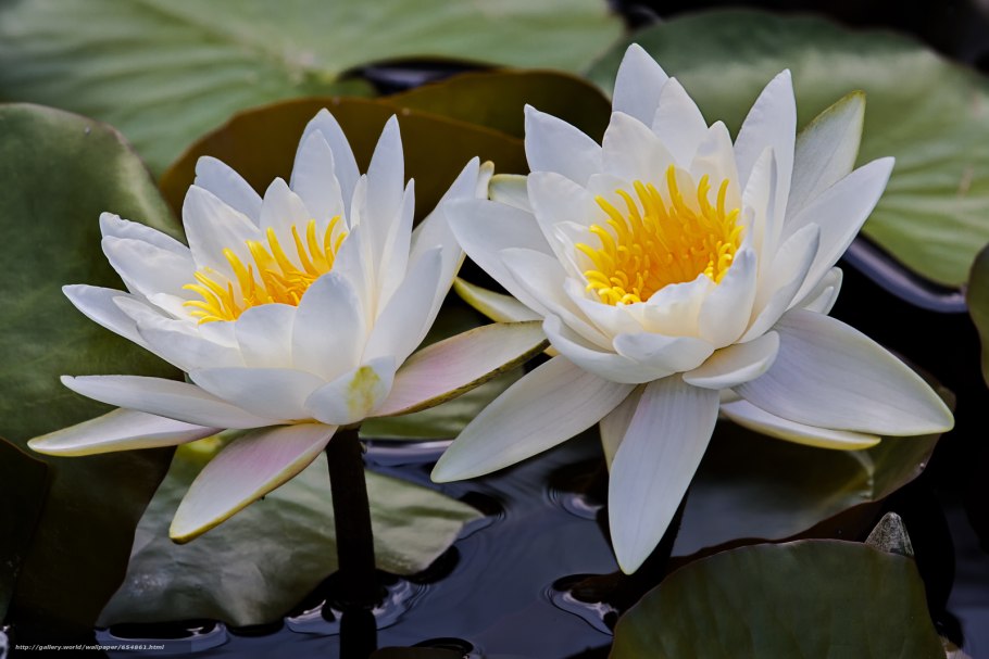 Душистая (n. odorata) кувшинка