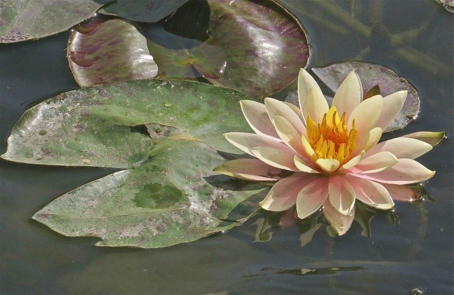 Nymphaea Lotus Египетский белый