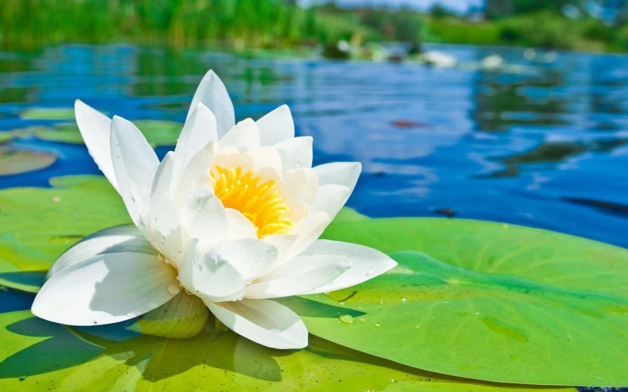 Речные лилии и кувшинки