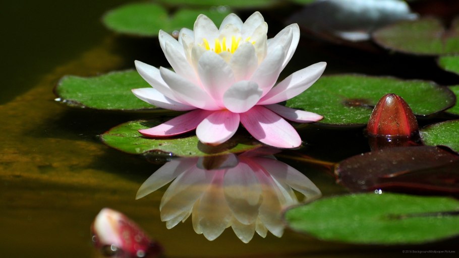 Кувшинка Лилия Лотос