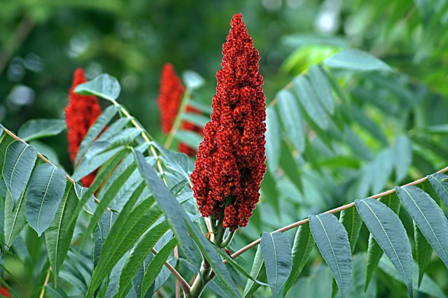Сумах оленерогий Rhus typhina