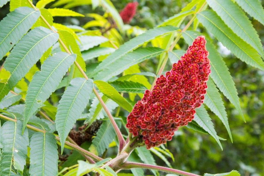 Rhus coriaria