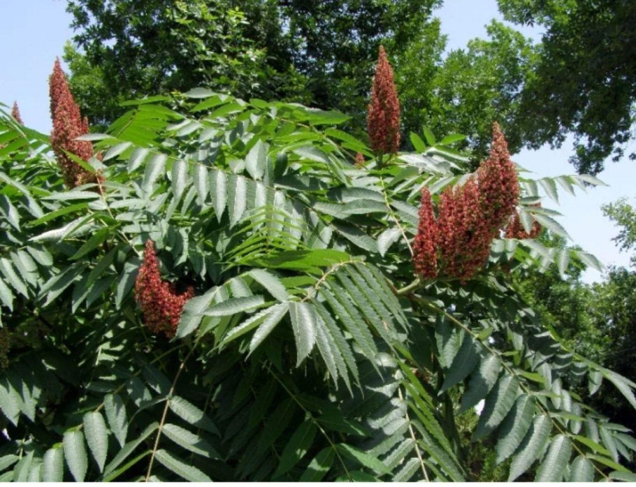 Сумах дубильный (Rhus coriaria