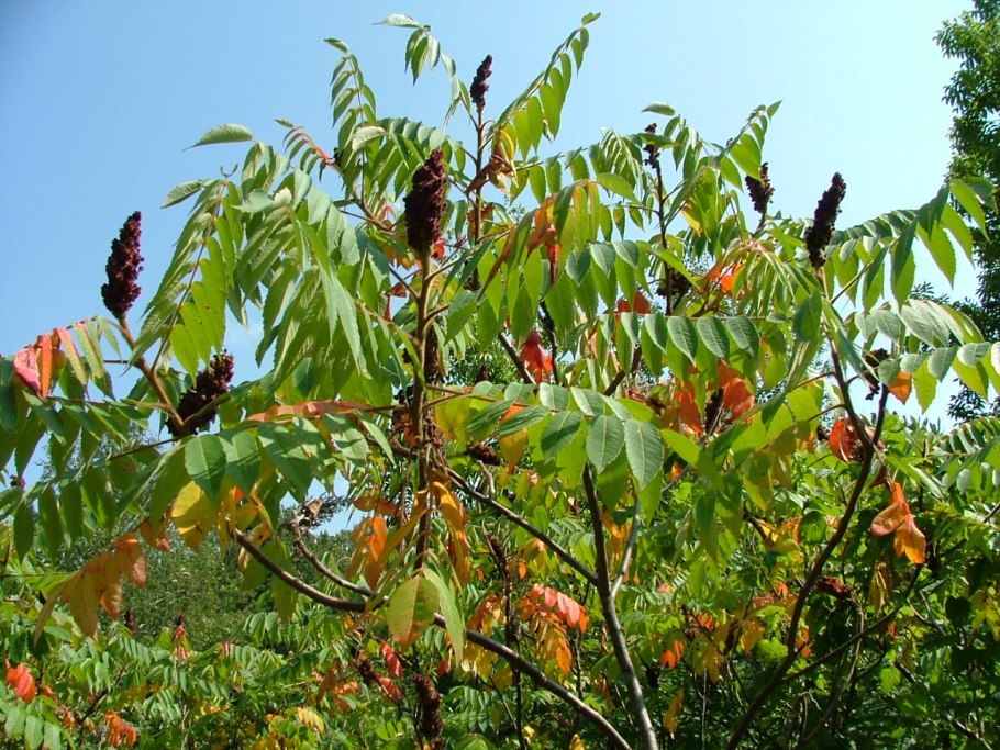 Сумах оленерогий Rhus typhina