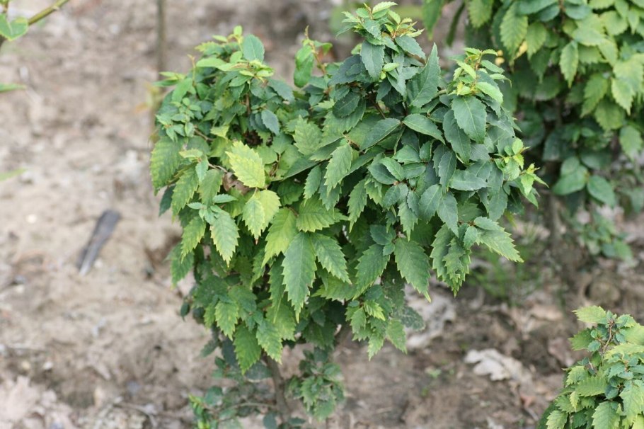 Ulmus rubra
