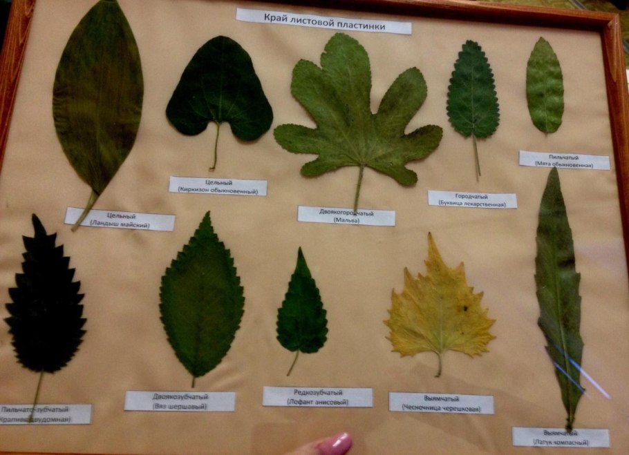Вяз американский (Ulmus Americana