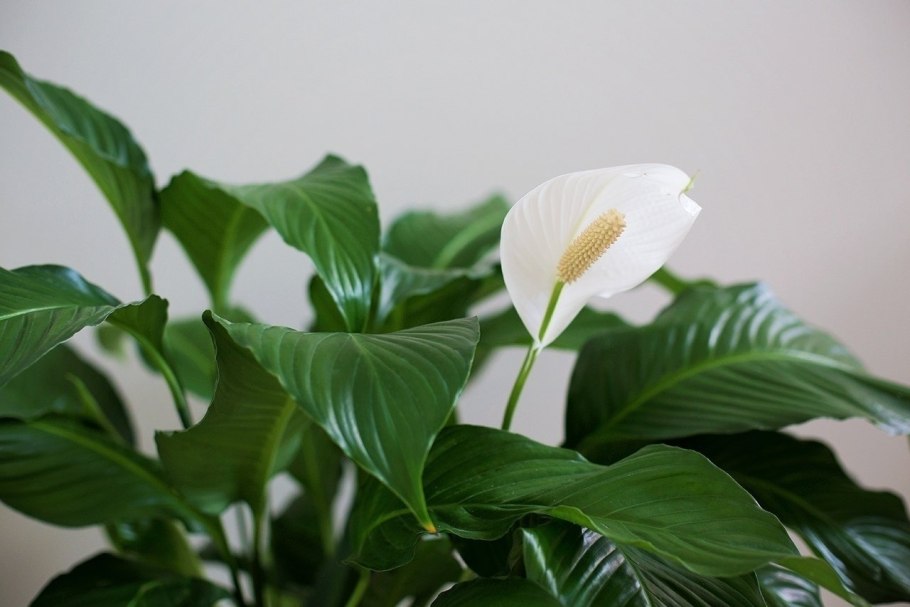 Спатифиллум Антуриум (Spathiphyllum wallisii)