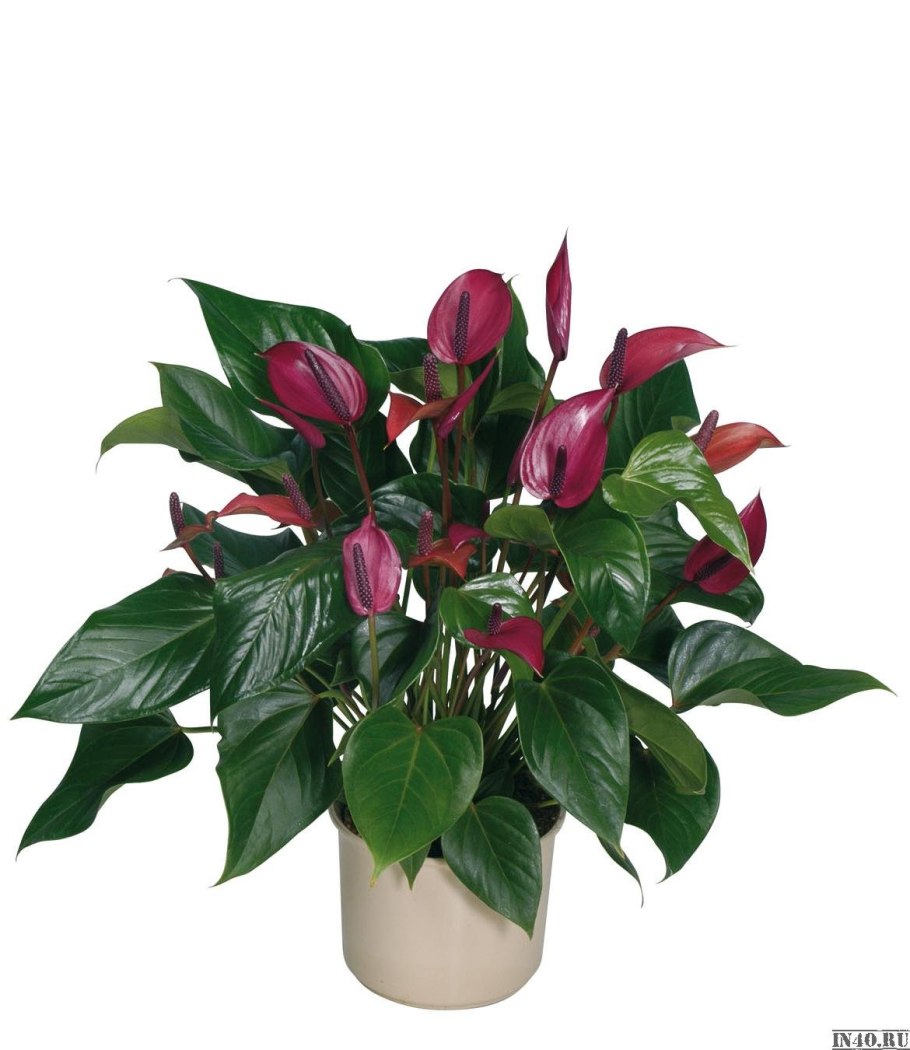 Антуриум Алексия Глориус