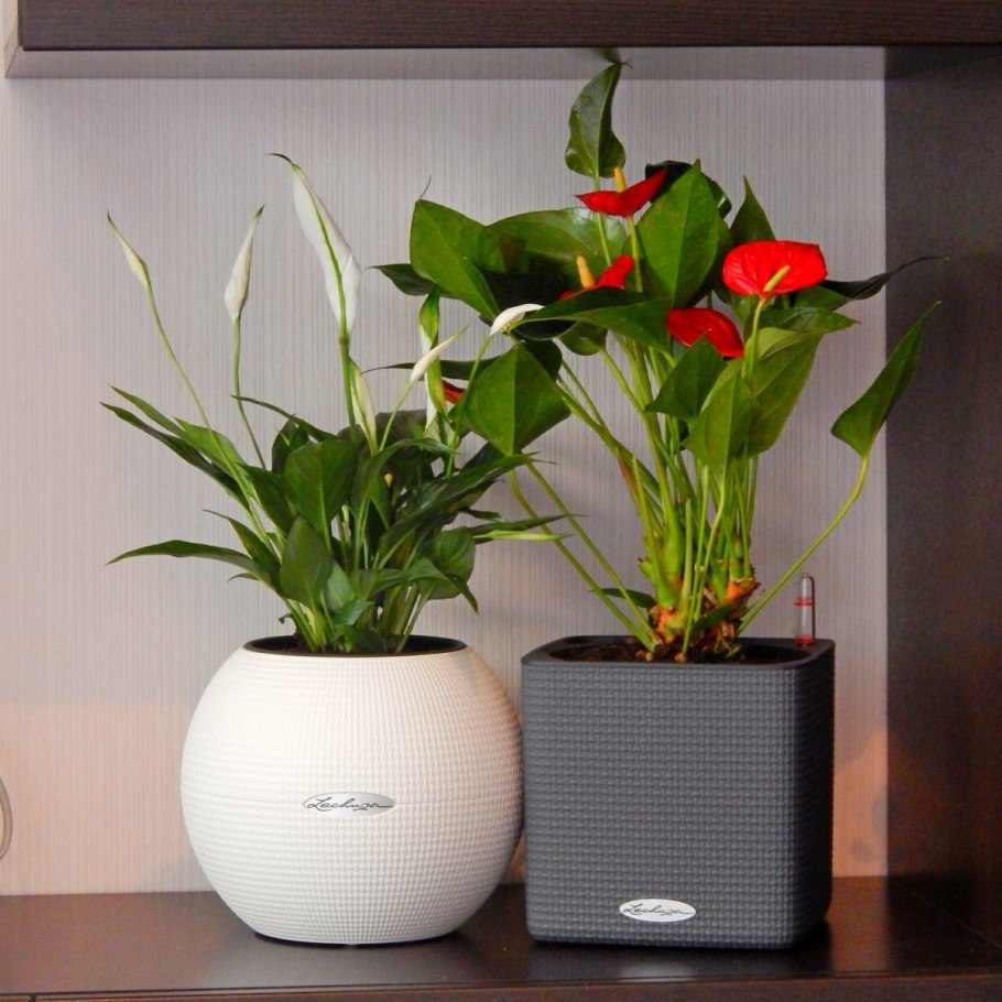 Спатифиллум Альба